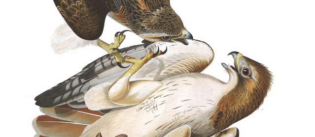 File:Redtails by audubon.png