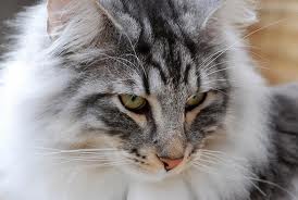 File:C.R.T.W. Cat.jpg