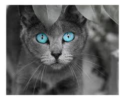 Bluestar