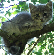 Wild-grey-kitten