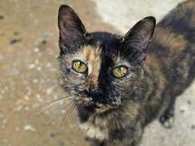 Ripplepaw