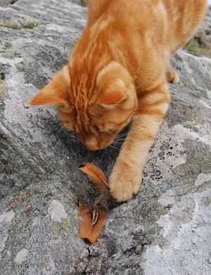 Gingerbird1