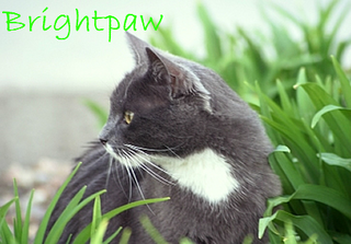 Brightpaw