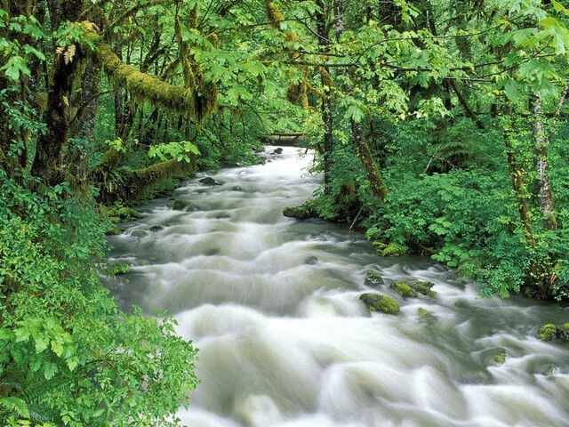 File:Canningscreekquinaultwa.jpg