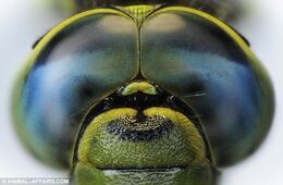 Dragonflyeyes