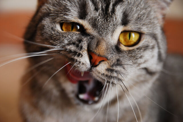 File:Shimmerpaw.jpg