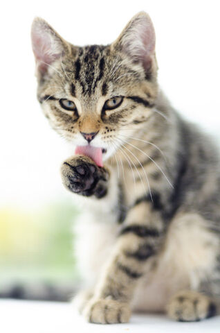 File:Owlpaw.Life.jpg