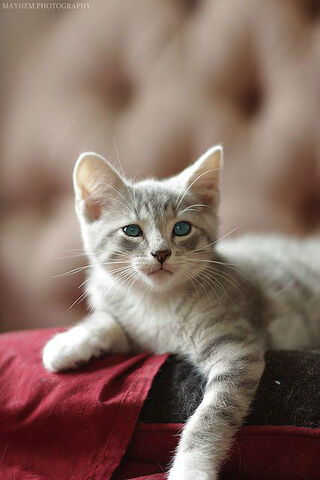File:Foggypaw.jpg