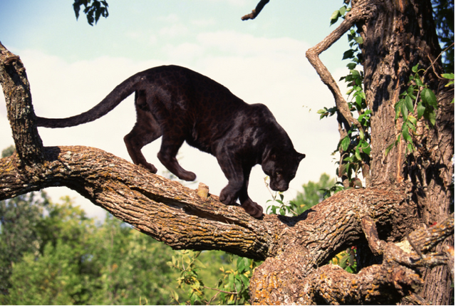 File:Panther 2.png