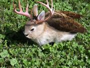 Wolpertinger-wiese.jpg