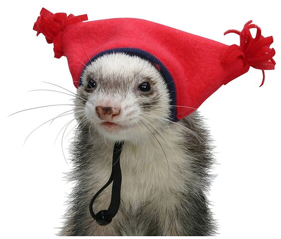File:Ferret in a hat.jpg