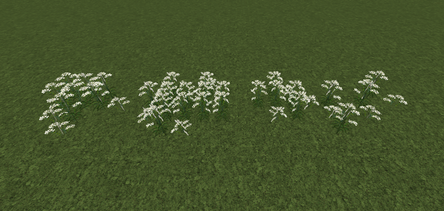 File:CowParsley.png