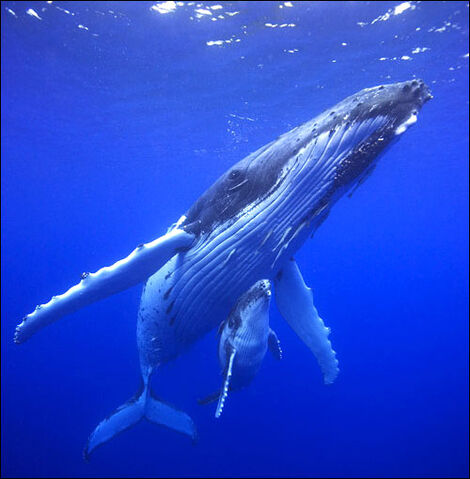 File:Humpback-whale.jpg