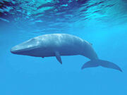 Whale-83211b46cbd3936dfe91f263f0faaaaddfc556b7-s6-c30