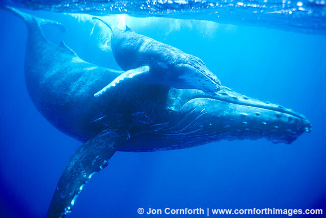 File:Humpback-Whale-Mother-Calf-2.jpg