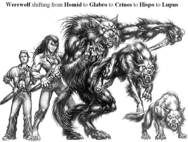 File:Werewolf5forms.jpg