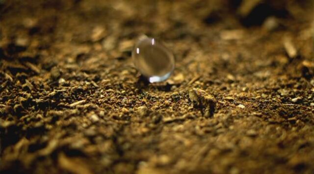 Plik:Petrichor.jpg