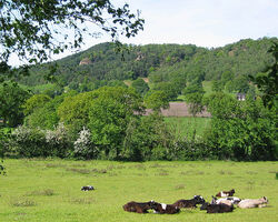 751px-Bickerton Hill.jpg