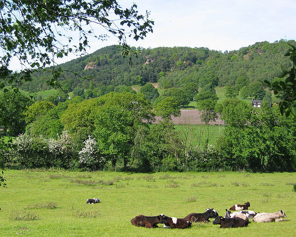 Plik:751px-Bickerton Hill.jpg