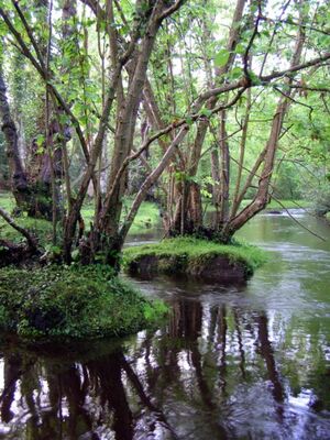 Alder trees beaulieu river fawley ford.jpg