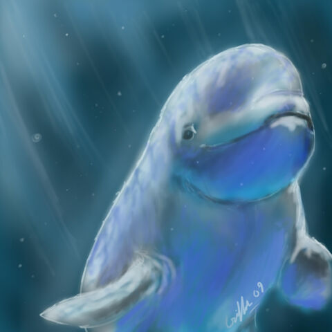 Plik:Beluga Whale by Silverflight.jpg