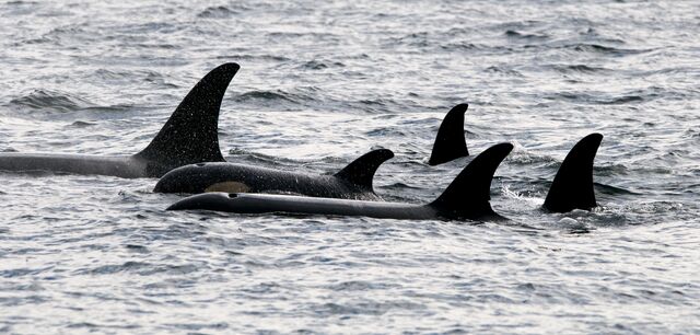 Plik:5 orcas in johnstone strait.jpg