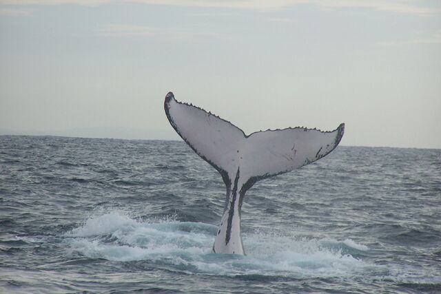 Plik:Humpback whale fluke (2).jpg