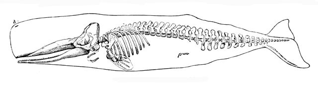 Plik:SpermWhaleLyd3.jpg