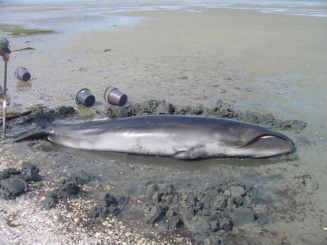 Plik:Ballena-franca-pigmea-caperea-marginata.jpg