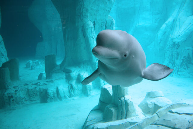 Plik:Beluga Whale by ShinodaArts.jpg