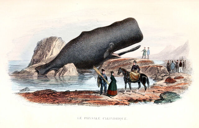 Plik:Grand cachalot 1876.jpg