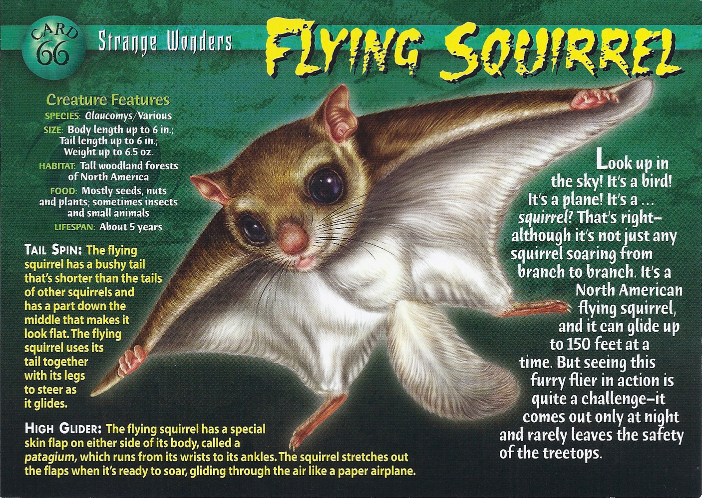 Weird n Wild creatures