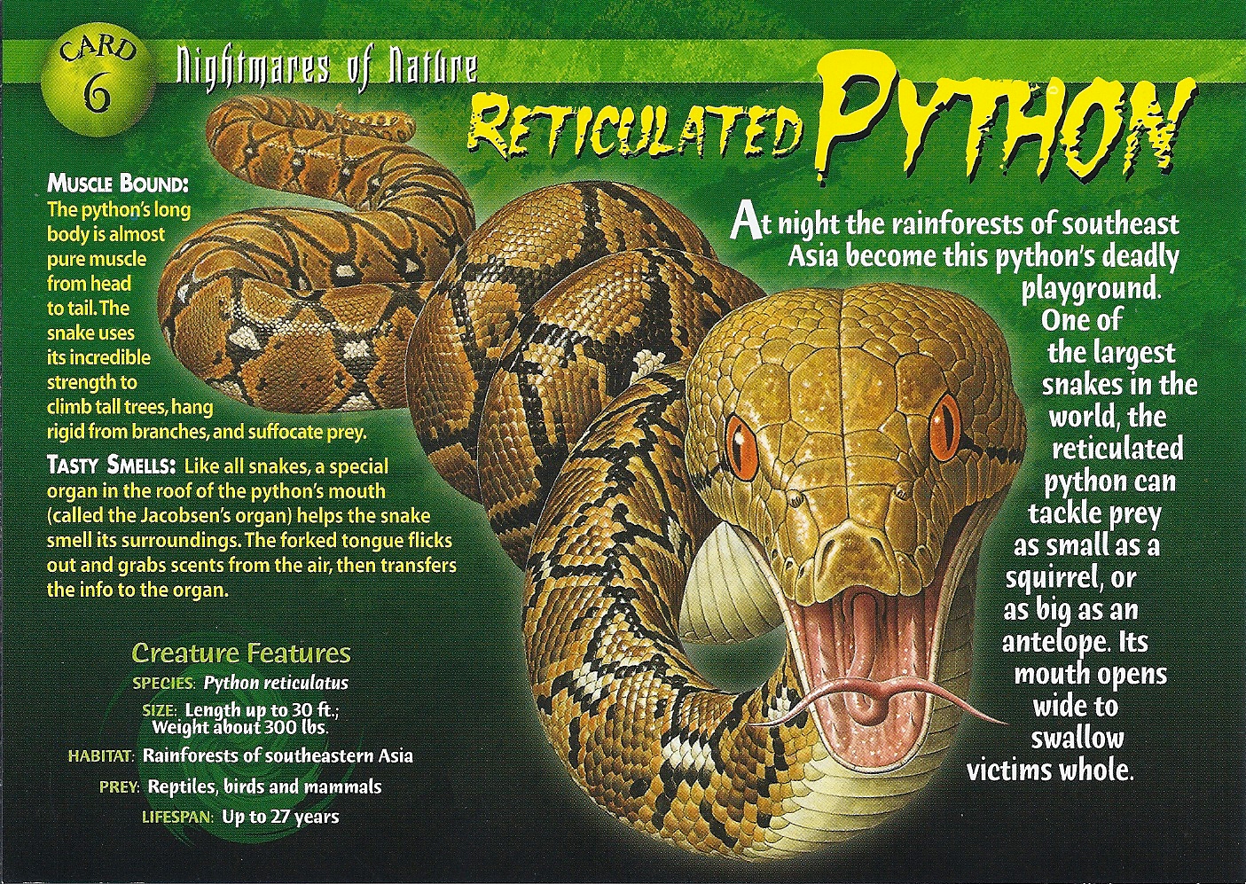 Reticulated Python | Wierd N'wild Creatures Wiki | FANDOM powered by Wikia