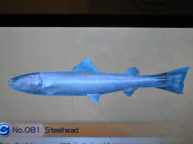 File:Steelhead.jpg