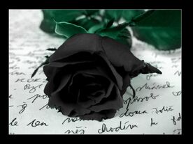 Rosa Negra-1024x768-596426.jpeg