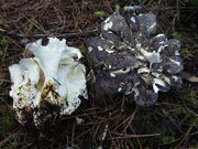 Albatrellus subrubescens 190429