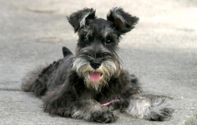 Archivo:SCHNAUZER.jpg