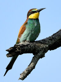Yellow-faced roller