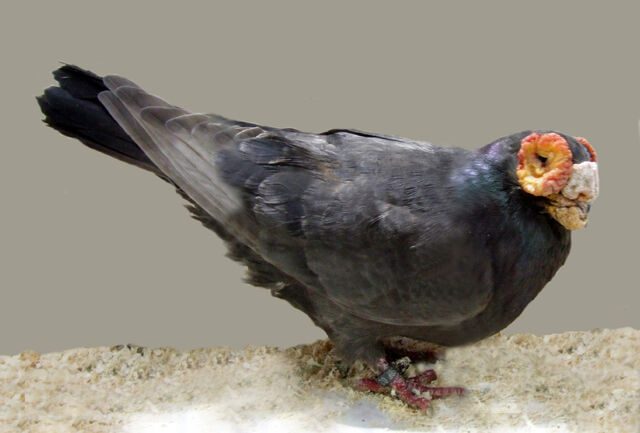 File:Barb(black).jpg