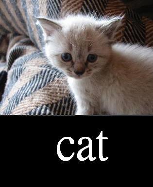 檔案:Catblack.JPG