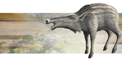 Scrofa.png