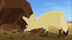 Bat-eared Fox Sniffing