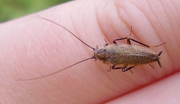 Tawnycockroach