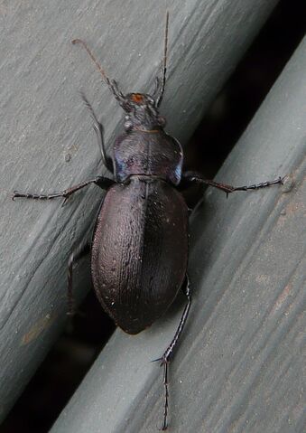 File:Carabus nemoralis2.jpg