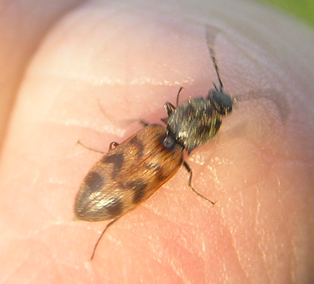 Pseudanostirus triundulatus 2