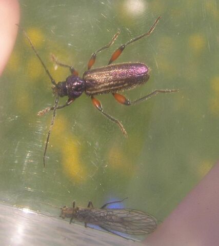 File:Meriellum proteus3.jpg