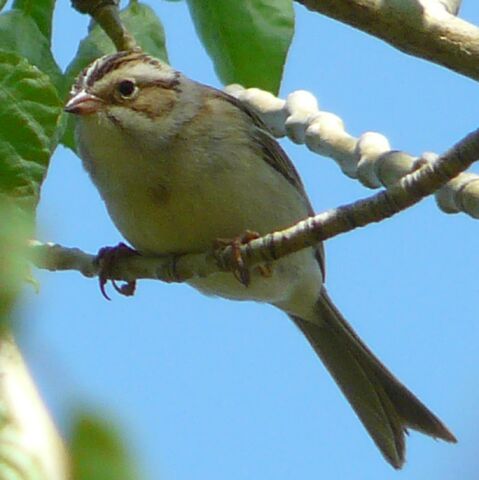 File:Clay-coloured Sparrow.jpg