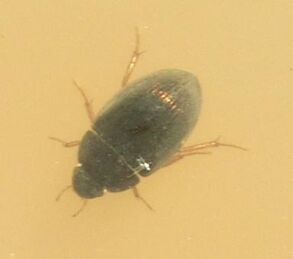 Hydrobius sp.