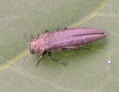 Jewel beetle1