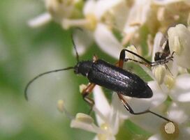 Gramoptera subargentata 5